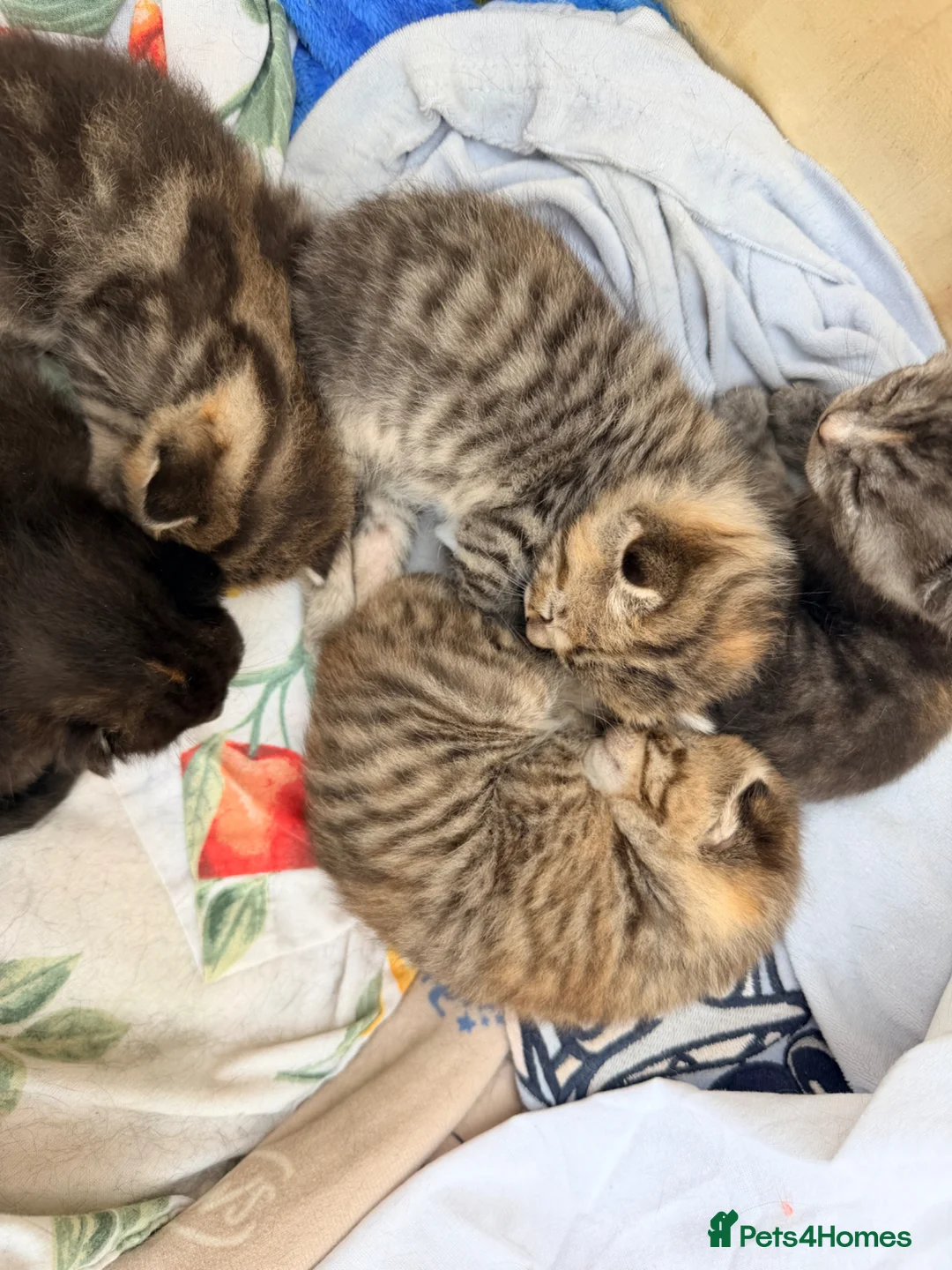 Mixed Breed cats for sale: Tabby/bengal kittens  - Advert 2