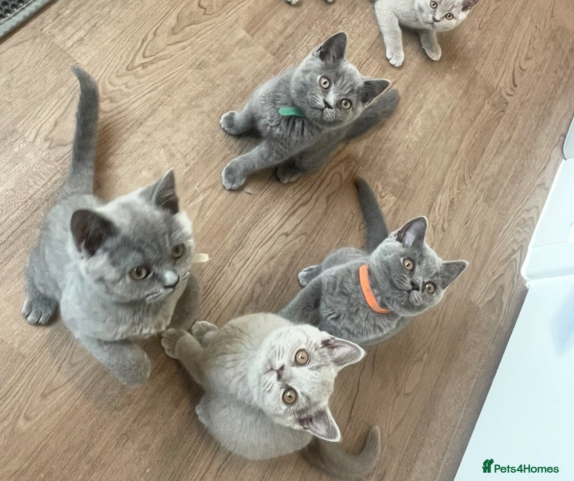 British Shorthair cats Pedigree British shorthair kittens  - Advert 2