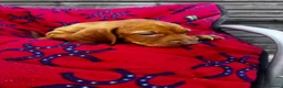 Hungarian Vizsla dogs for sale: Outstanding Kc registered Hungarian vizsla - Advert 16