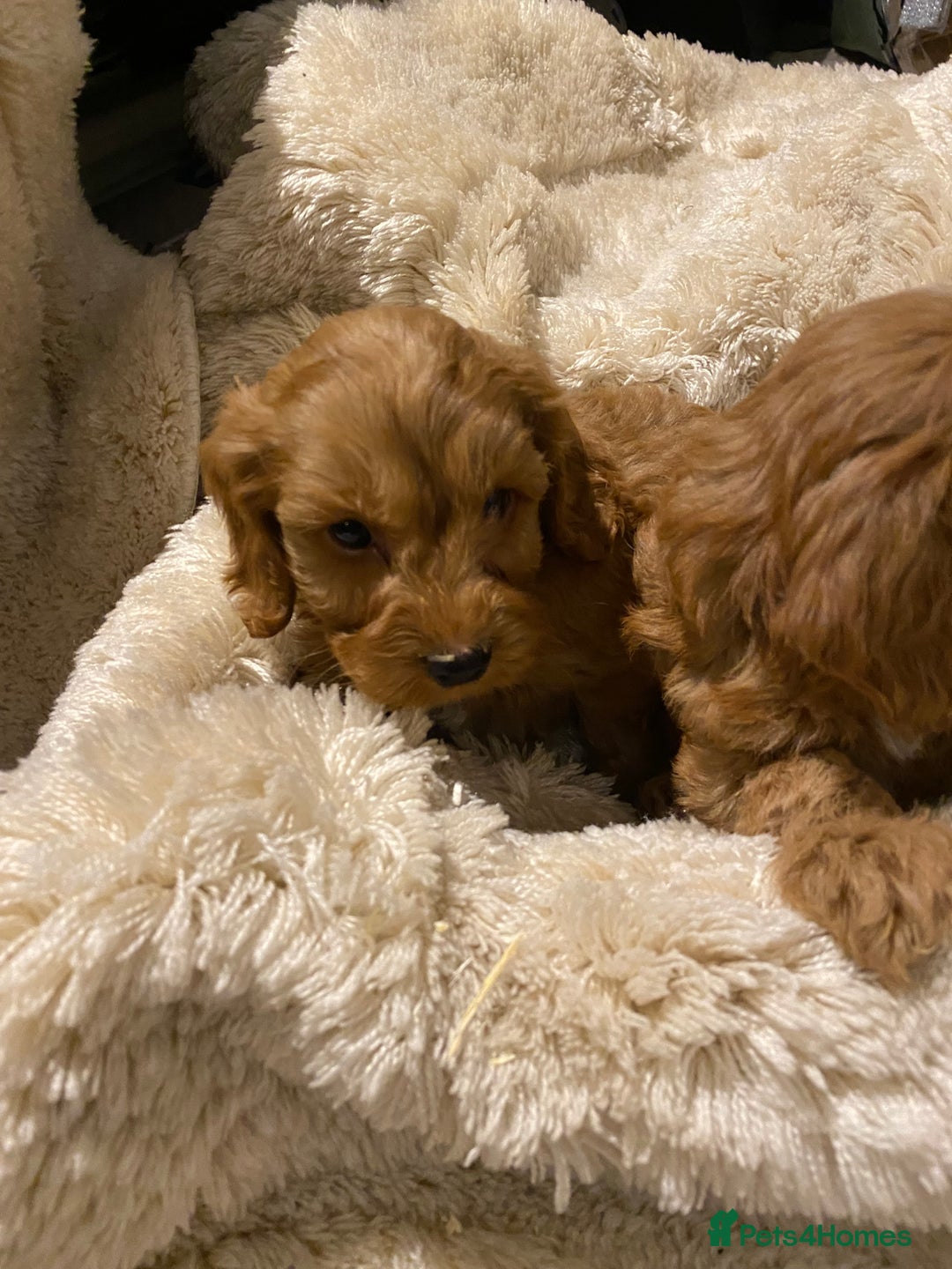 Cockapoo dogs for sale: F1 Cockapoo red puppies - Image 8