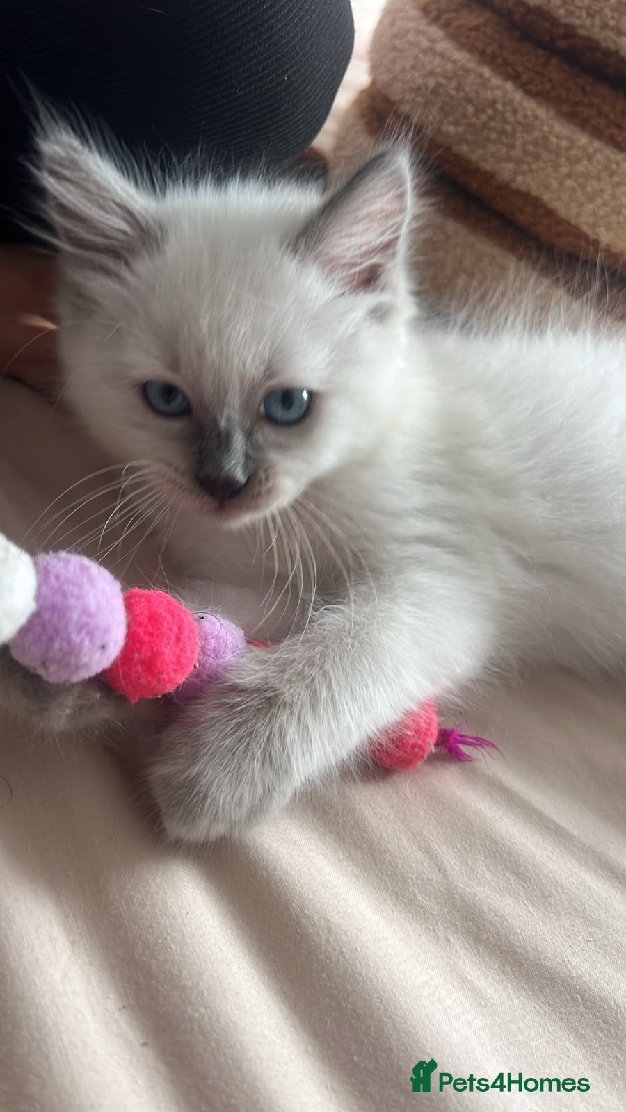 Ragdoll cats Blue point Ragdoll kitten  - Advert 1