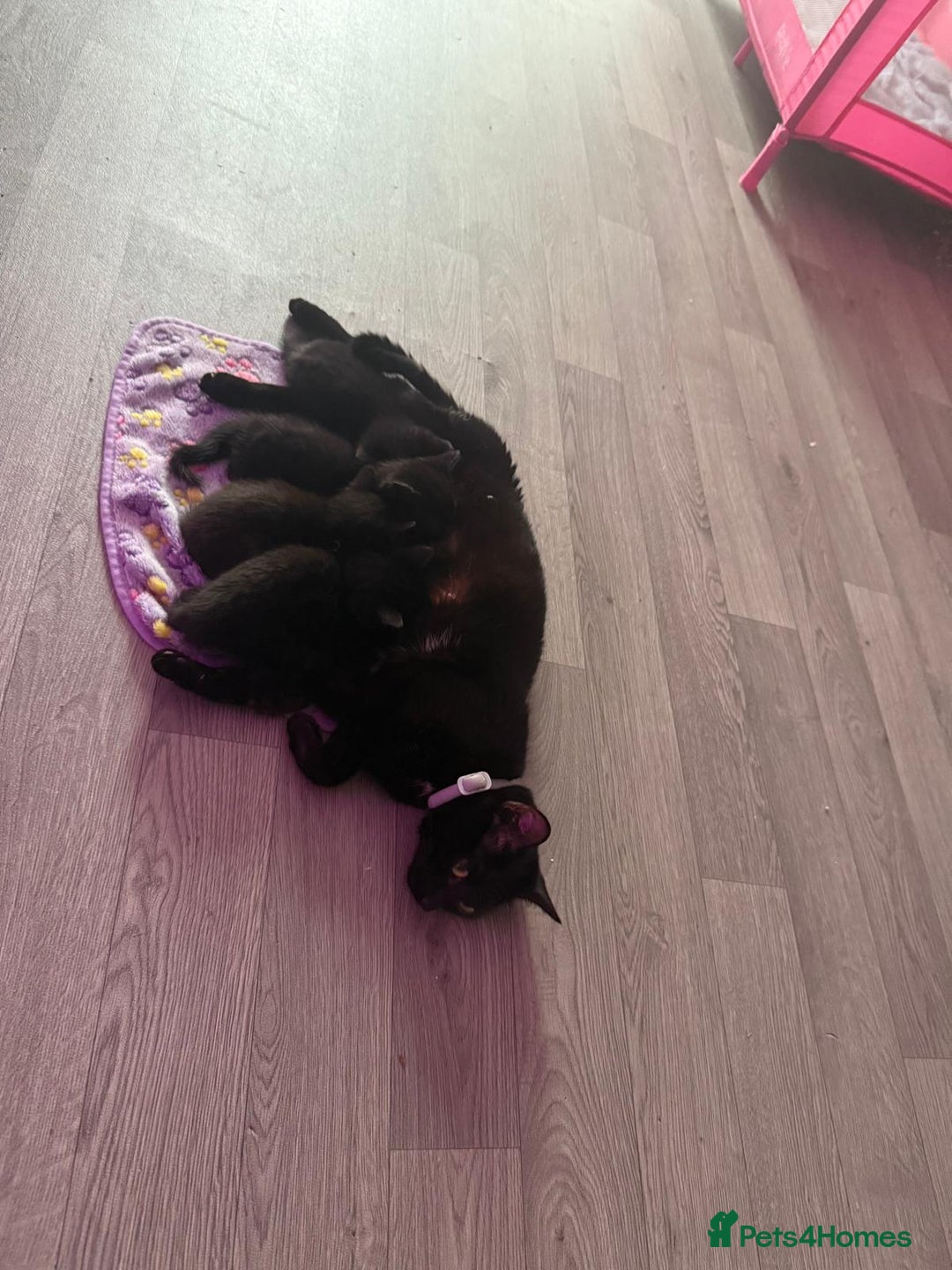 Bombay cats for sale: 3 black kittens - Advert 1