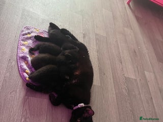 Bombay cats 3 black kittens - Advert 4