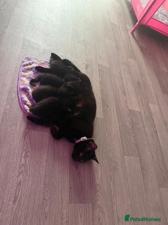 Bombay cats 3 black kittens - Advert 1