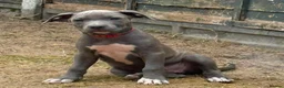Staffordshire Bull Terrier dogs for sale: American Staffordshire terrier.ready to leave!!!  - Advert 2