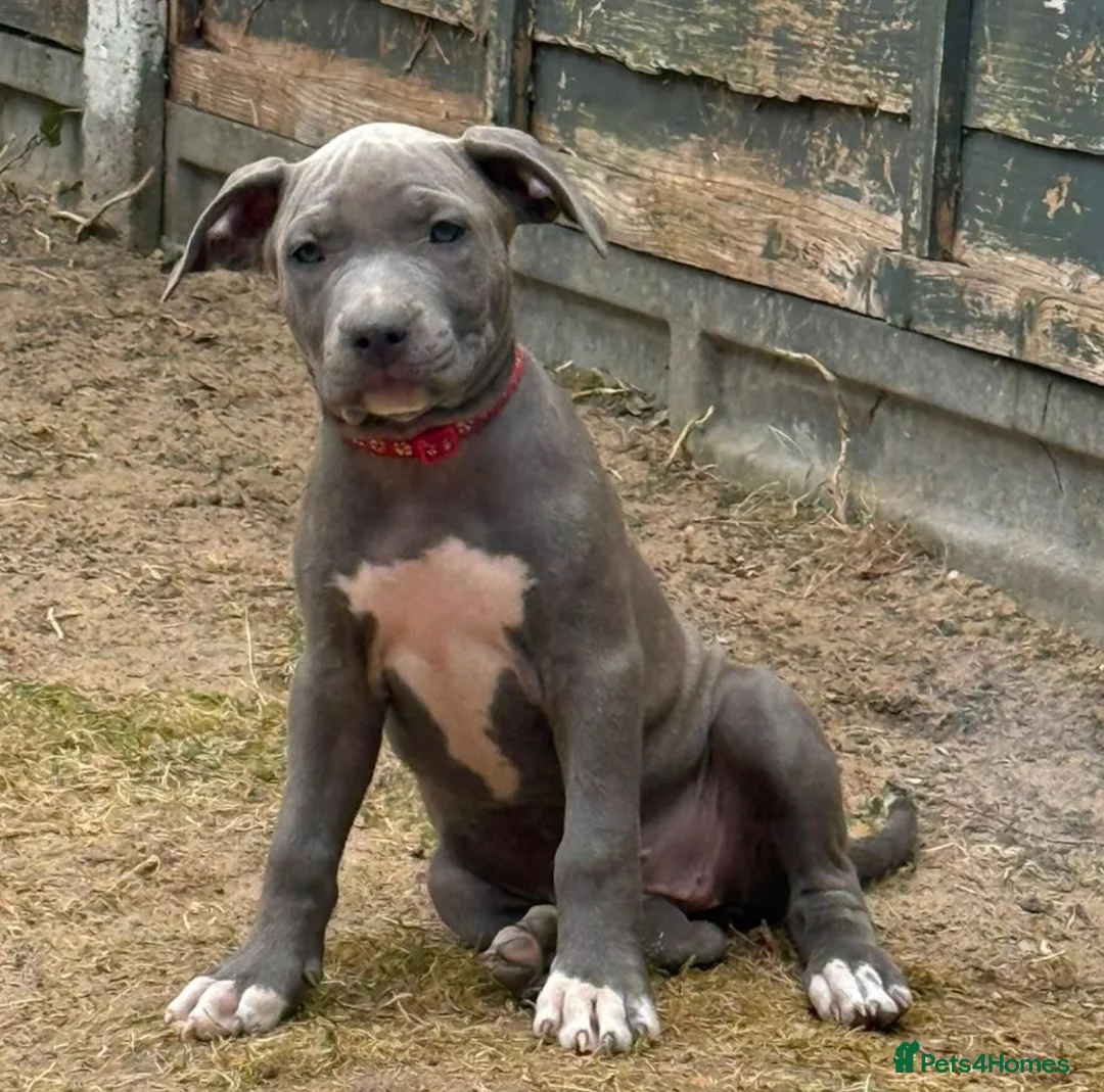 Staffordshire Bull Terrier dogs for sale: American Staffordshire terrier.ready to leave!!!  - Advert 2