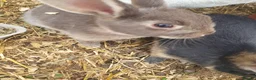 Mixed Breed rabbits for sale: 3 litters of mixed rabbits - Advert 4