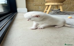 British Shorthair cats for sale: PEDIGREE BRITISH SHORTHAIR KITTENS COLOURPOINT - Image 9