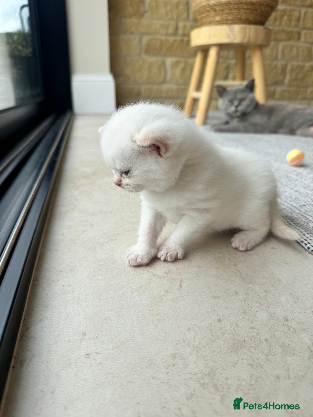 British Shorthair cats for sale: PEDIGREE BRITISH SHORTHAIR KITTENS COLOURPOINT - Image 9