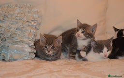 Mixed Breed cats for sale: 6 Adorable Playful Kittens for Sale - Image 34