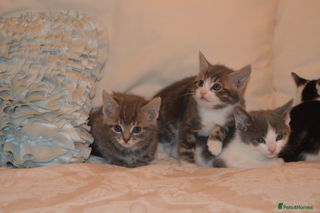 Mixed Breed cats for sale: 6 Adorable Playful Kittens for Sale - Image 34
