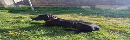 Labrador Retriever dogs for sale: Black Labrador puppies in Amlwch - Advert 2