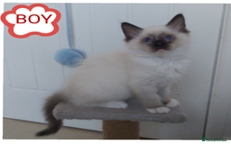 Ragdoll cats for sale: RAGDOLL SEAL POINT BLUE EYES READY NOW! - Advert 2