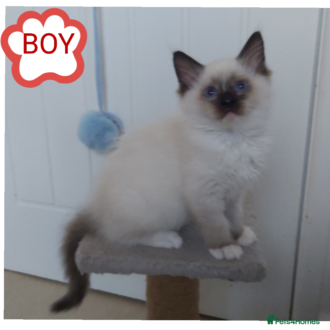 Ragdoll cats for sale: RAGDOLL SEAL POINT BLUE EYES READY NOW! - Advert 2