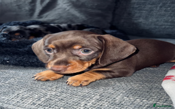 Miniature Dachshund dogs for sale: Adorable Miniature Dachshund Puppies for Sale - Image 2