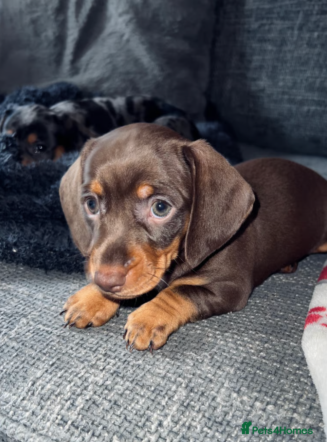 Miniature Dachshund dogs for sale: Adorable Miniature Dachshund Puppies for Sale - Image 2