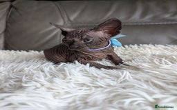 Sphynx cats for sale: Sphynx kittens - Image 13