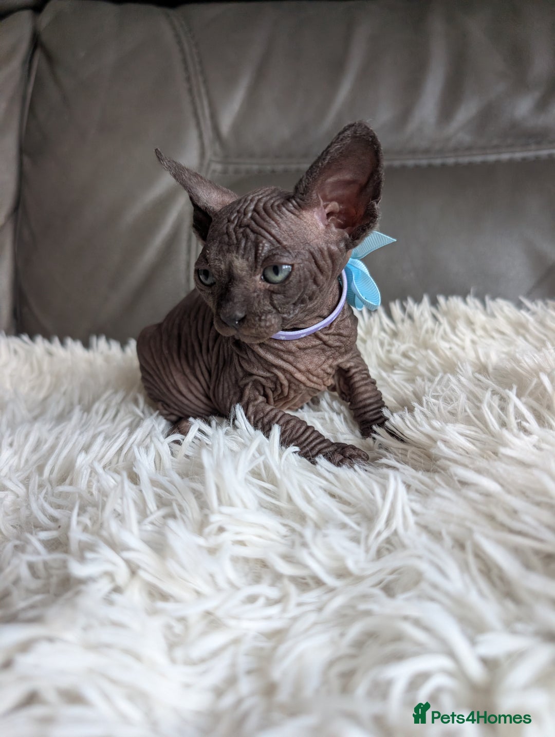 Sphynx cats for sale: Sphynx kittens - Image 13