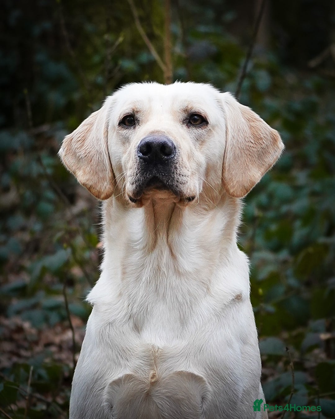 Labrador Retriever dogs for stud: BEAUTIFUL YELLOW LABRADOR DOG AT STUD - Advert 2