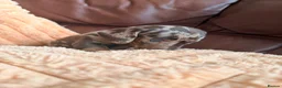Miniature Dachshund dogs for sale: Miniature Dachshund Puppies - Advert 19
