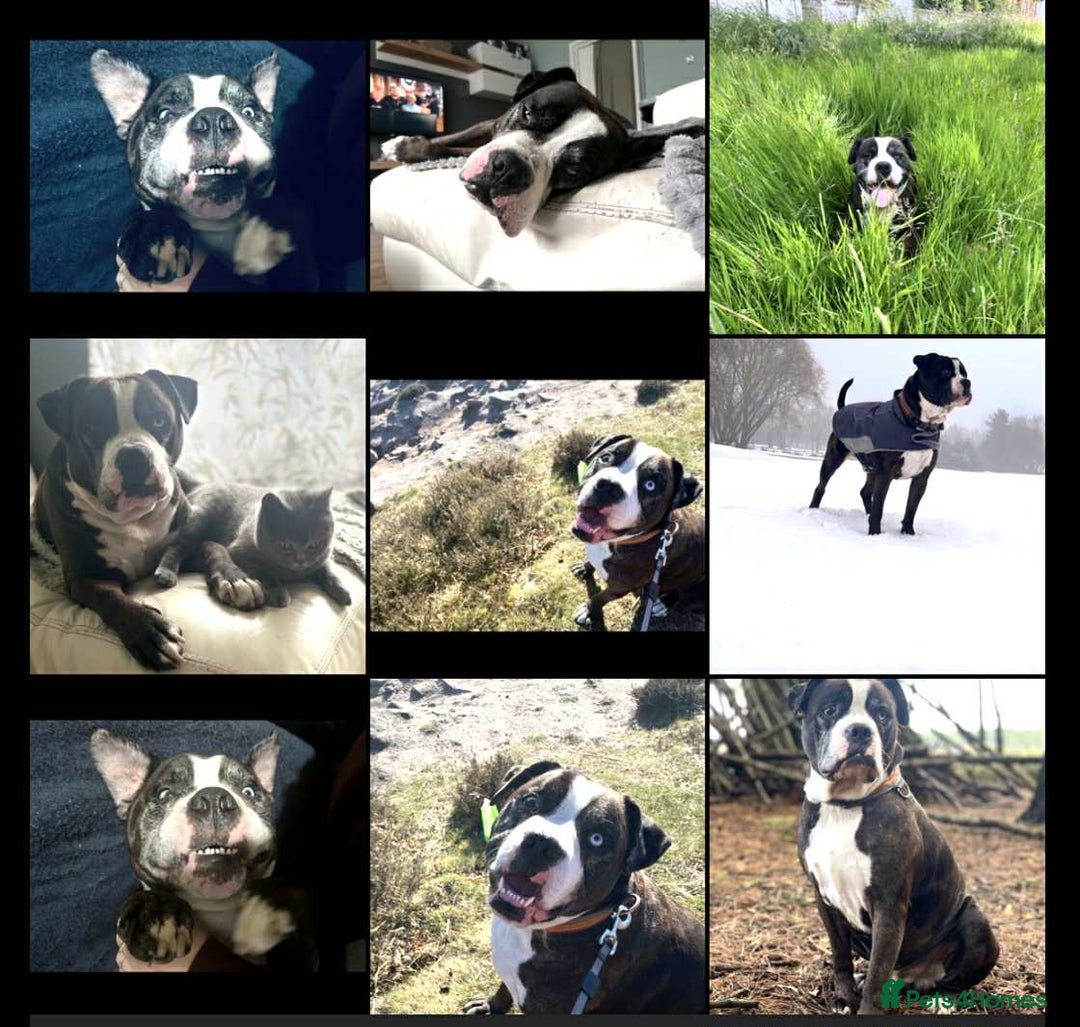 Staffordshire Bull Terrier dogs for sale: Beautiful Puppies Are  Looking For New Home :) - Advert 2