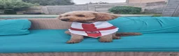 Toy Poodle dogs for stud: Toy Poodle for Stud - Advert 2