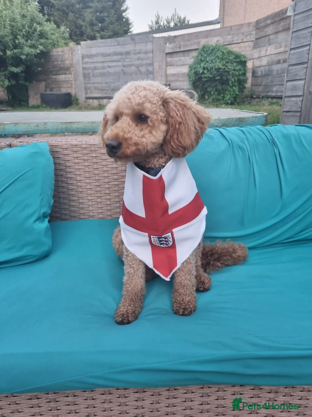 Toy Poodle dogs for stud: Toy Poodle for Stud - Advert 2