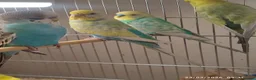 Budgerigars birds for sale: Budgies  in London - Advert 1