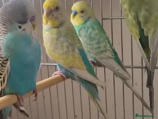 Budgerigars birds Budgies - Advert 4