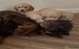 Cockapoo dogs for sale: Outstanding puppies  - Image 22