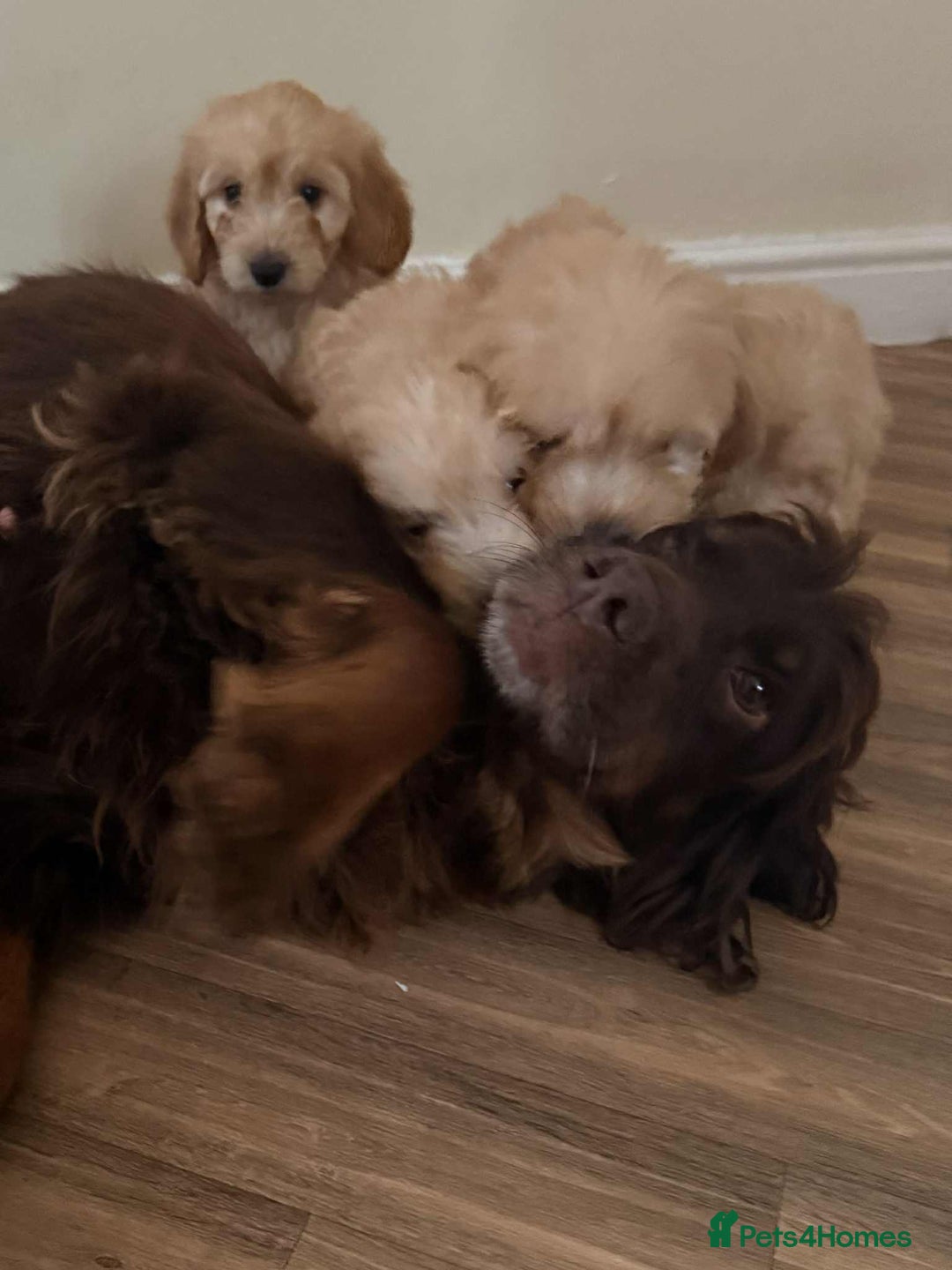 Cockapoo dogs for sale: Outstanding puppies  - Image 22
