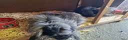 Lionhead rabbits for sale: 6 baby bunnies looking for new homes - Advert 1