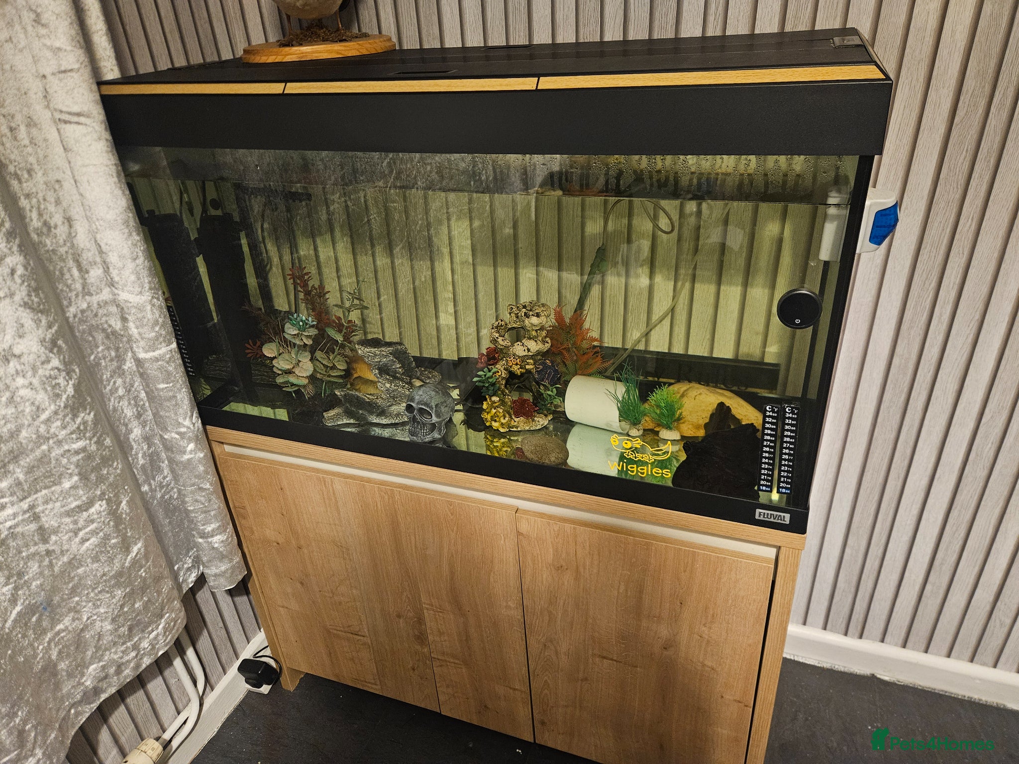 Other/Mixed Breed fish 2x axolotls  - Advert 1