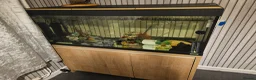 Other/Mixed Breed fish for sale: 2x axolotls  - Advert 1