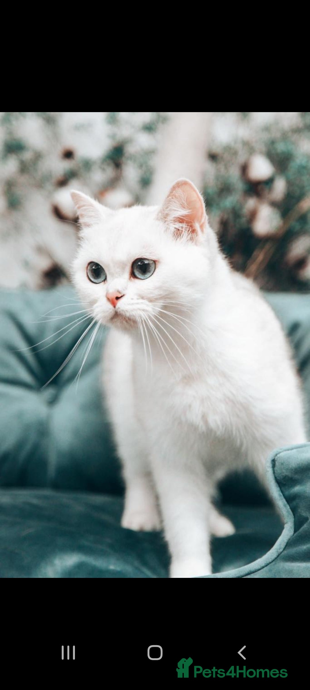 British Shorthair cats for sale: GCCF Chunky Silver tipped health tested parents - Image 5