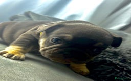 French Bulldog dogs for sale: KC Fluffy Carriers Isabella French Bulldogs puppy - Image 12