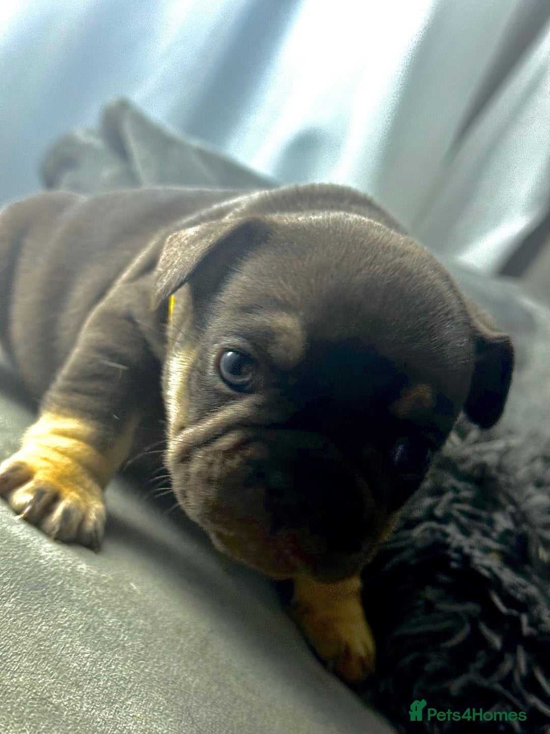 French Bulldog dogs for sale: KC Fluffy Carriers Isabella French Bulldogs puppy - Image 12
