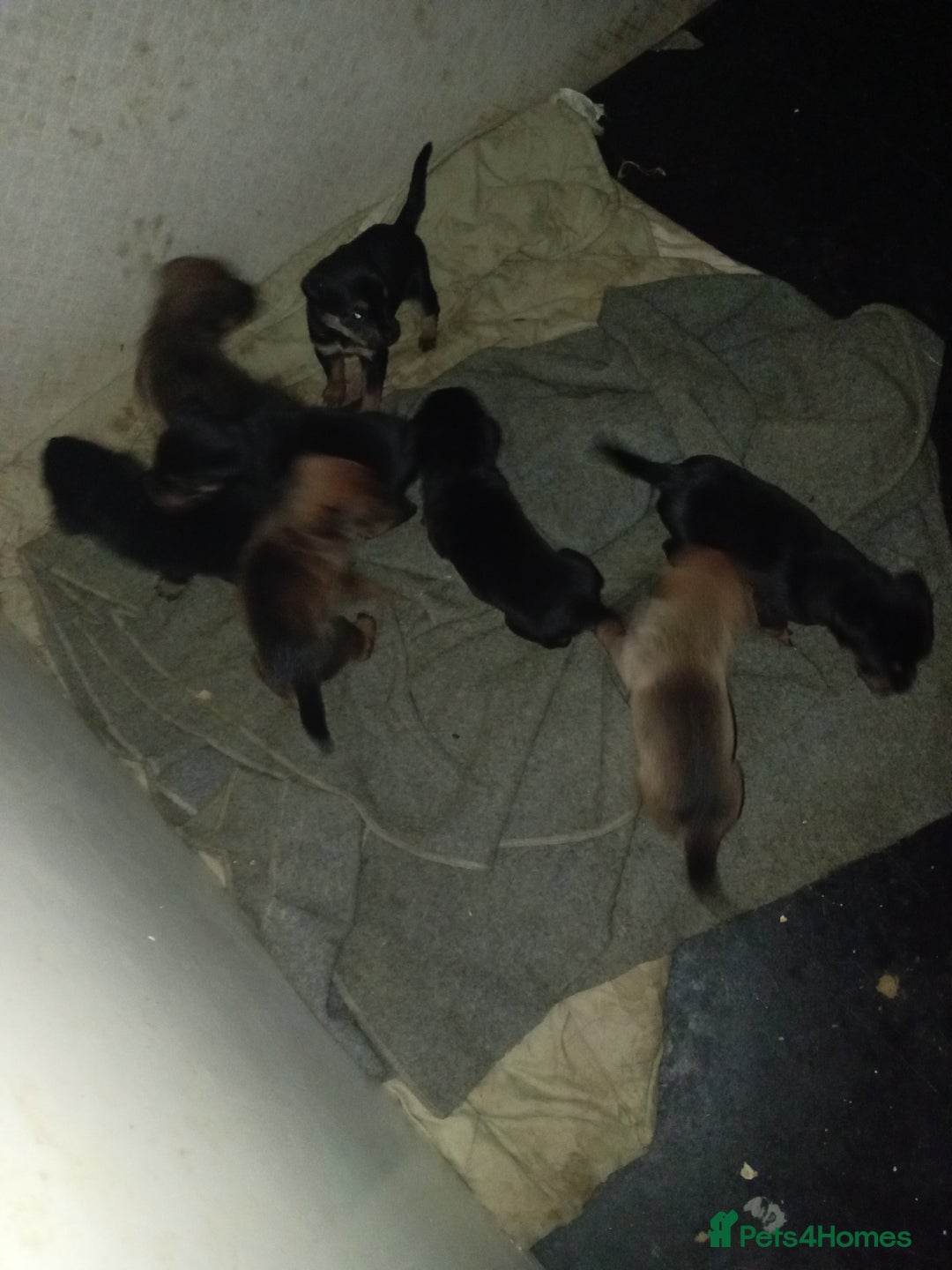 Mixed Breed dogs for sale: 2 brown 3 black Rottweiler German shepherd staffie - Advert 8