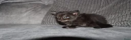Maine Coon cats for sale: Gorgeous maine coon kittens (2 poly) - Advert 7
