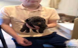 Maltipoo dogs for sale: Chocolate Maltipoos for sale - Image 3