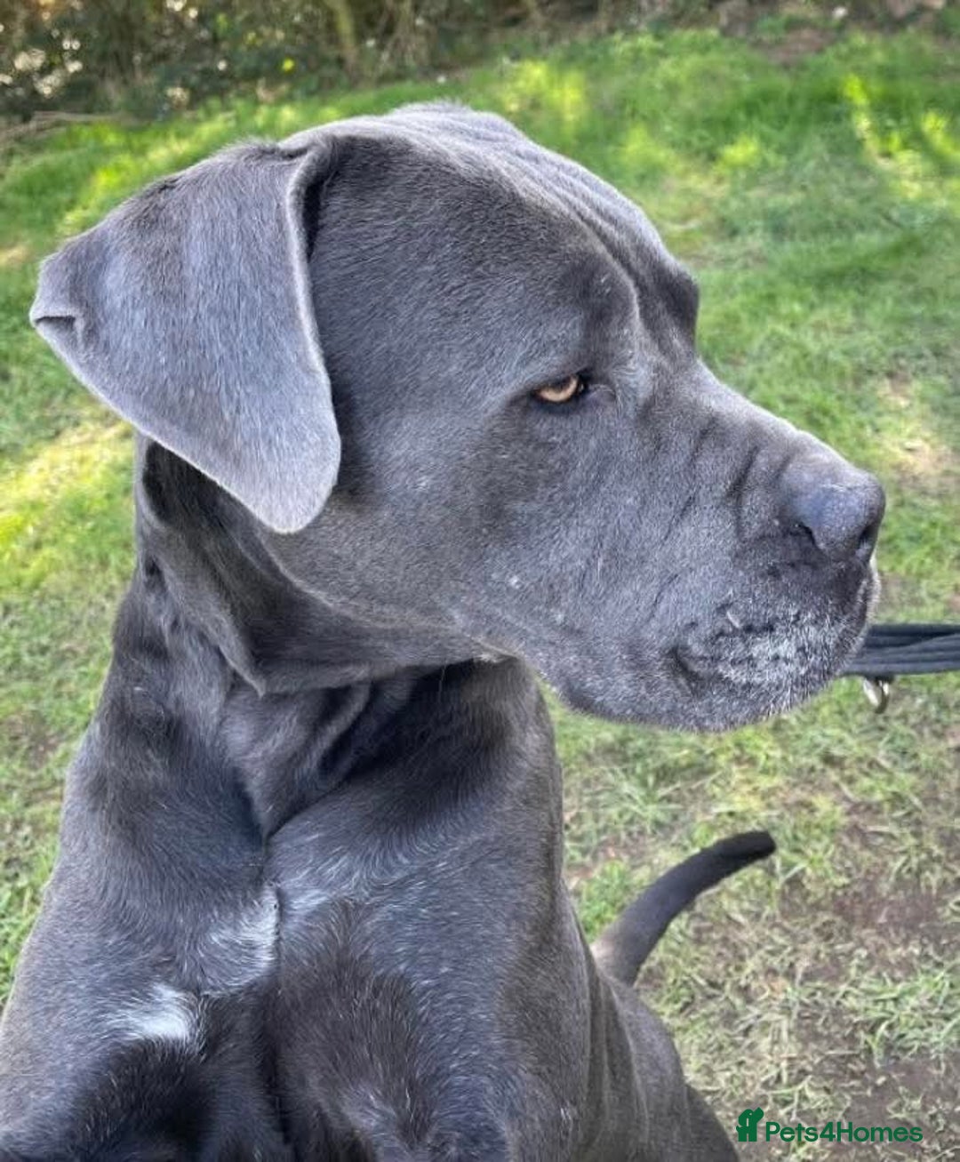 Mixed Breed dogs for adoption: Meet Sky, currently residing in Merseyside  - Image 2