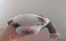 Staffordshire Bull Terrier dogs for sale: Red Staffordshire bull terrier pups  - Image 5