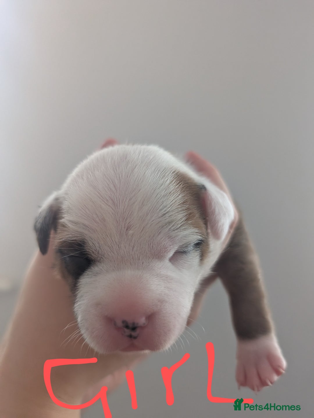 Staffordshire Bull Terrier dogs for sale: Red Staffordshire bull terrier pups  - Image 5