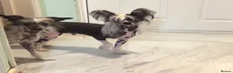 Chinese Crested dogs for sale: Stunning Chinese Crested Girls - Advert 1
