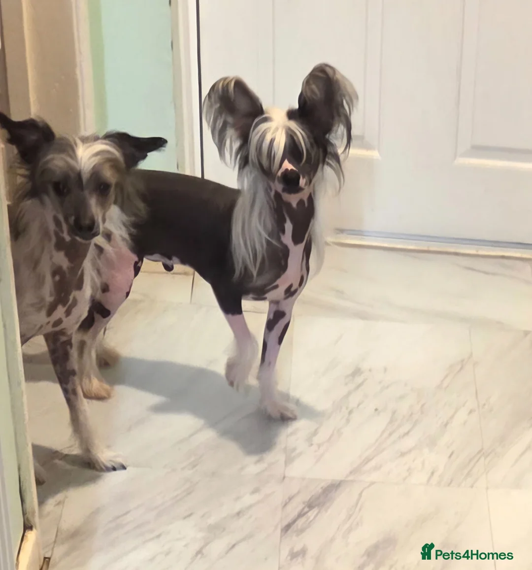Chinese Crested dogs for sale: Stunning Chinese Crested Girls - Advert 1