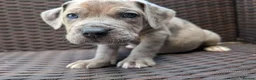 Mixed Breed dogs for sale: Alapaha blue blood bulldog cross staffy puppies  - Advert 4