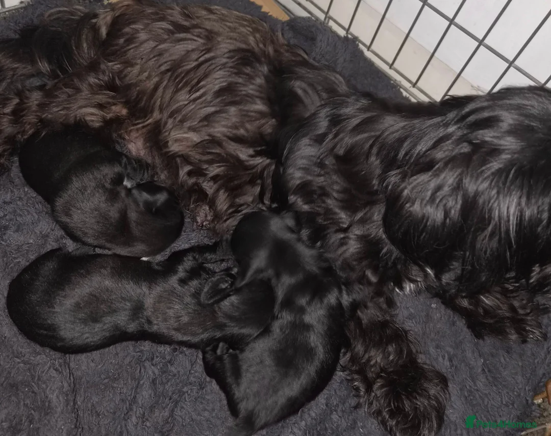Mixed Breed dogs for sale: Dachshund & maltese Mauxie - Advert 2