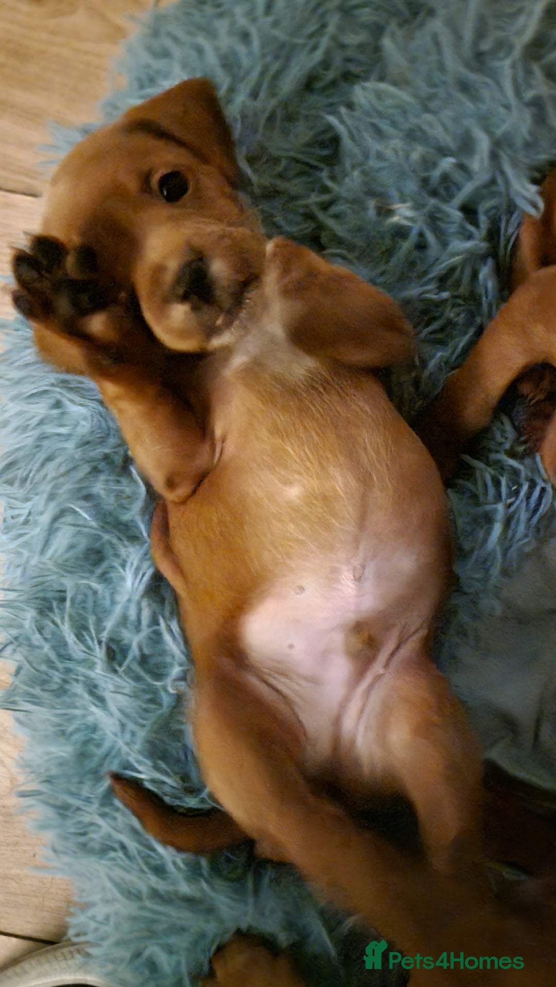 Mixed Breed dogs for sale: Frenchie x cockerpoo pups - Image 21