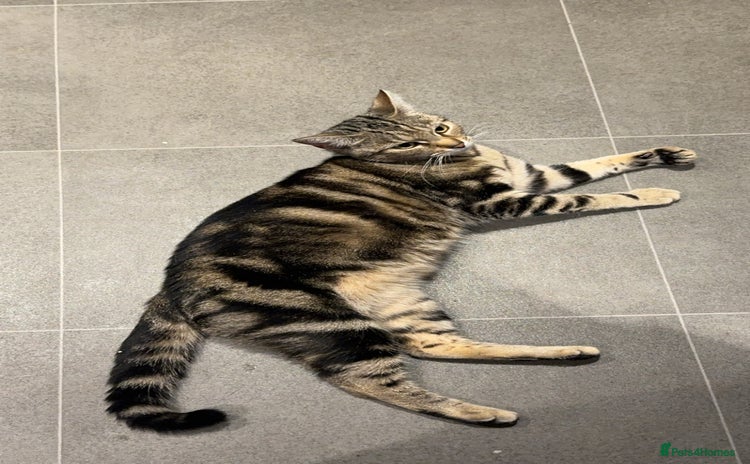 European cats - Advert 2