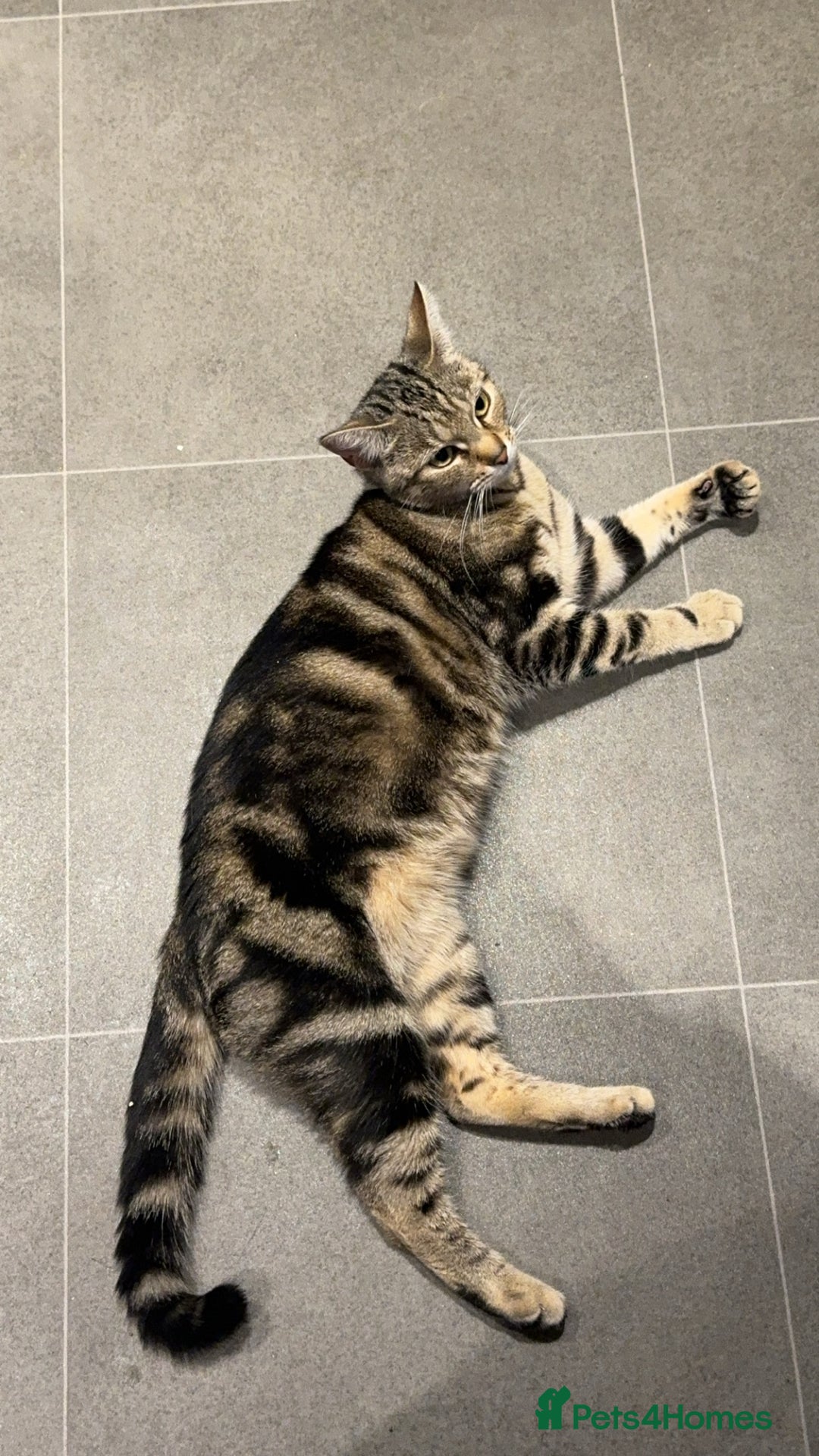 European cats for sale: Tortoiseshell Kittens Ready in 2 months - Image 1